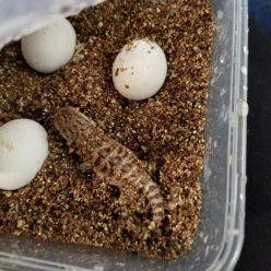 Daisy Jane x Jake Babies Hatching Now!!